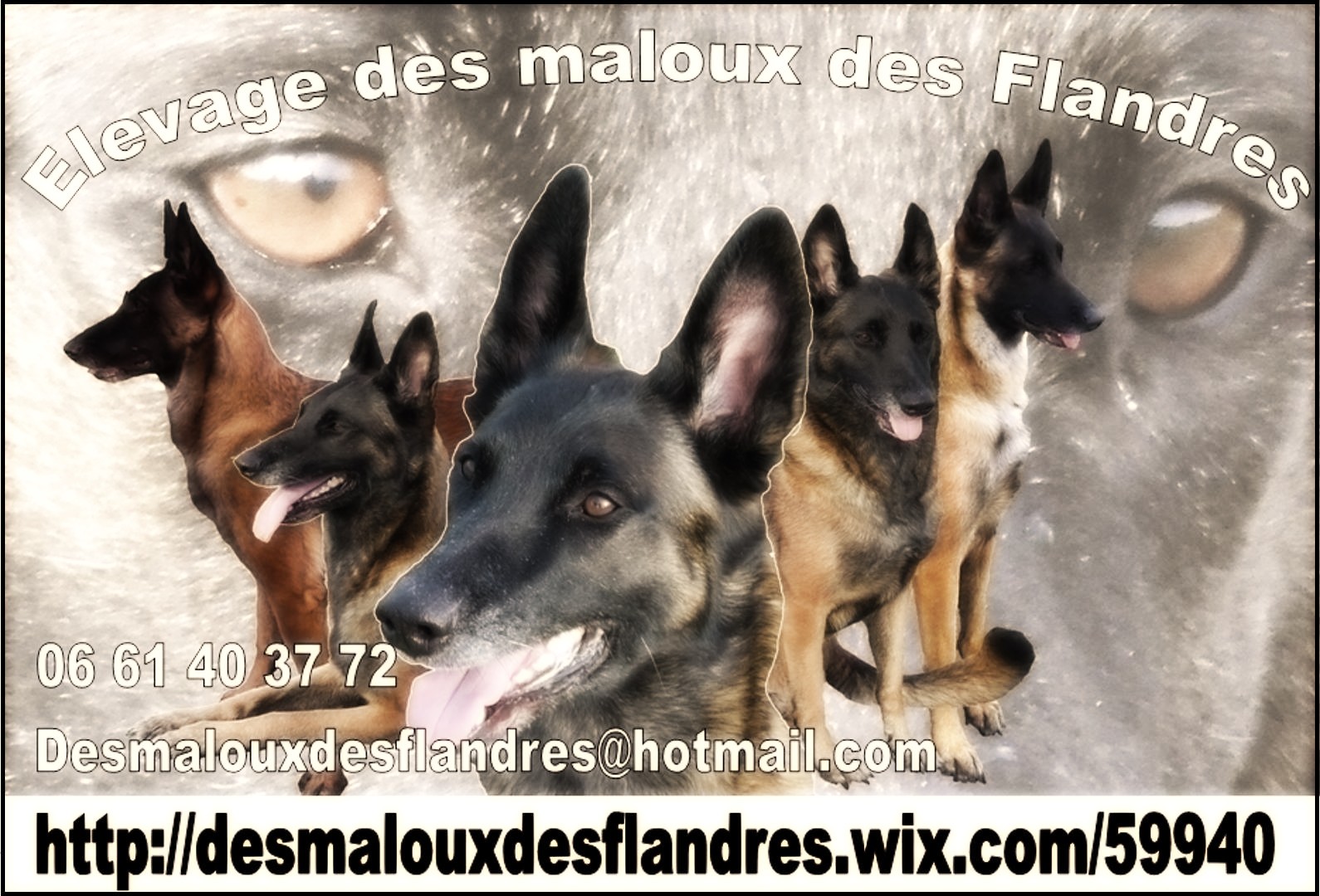 Des Maloux Des Flandres