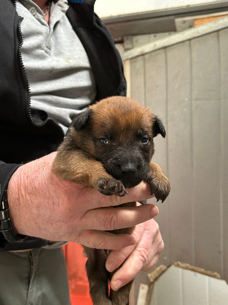 Des Maloux Des Flandres - Chiots disponibles - Berger Belge