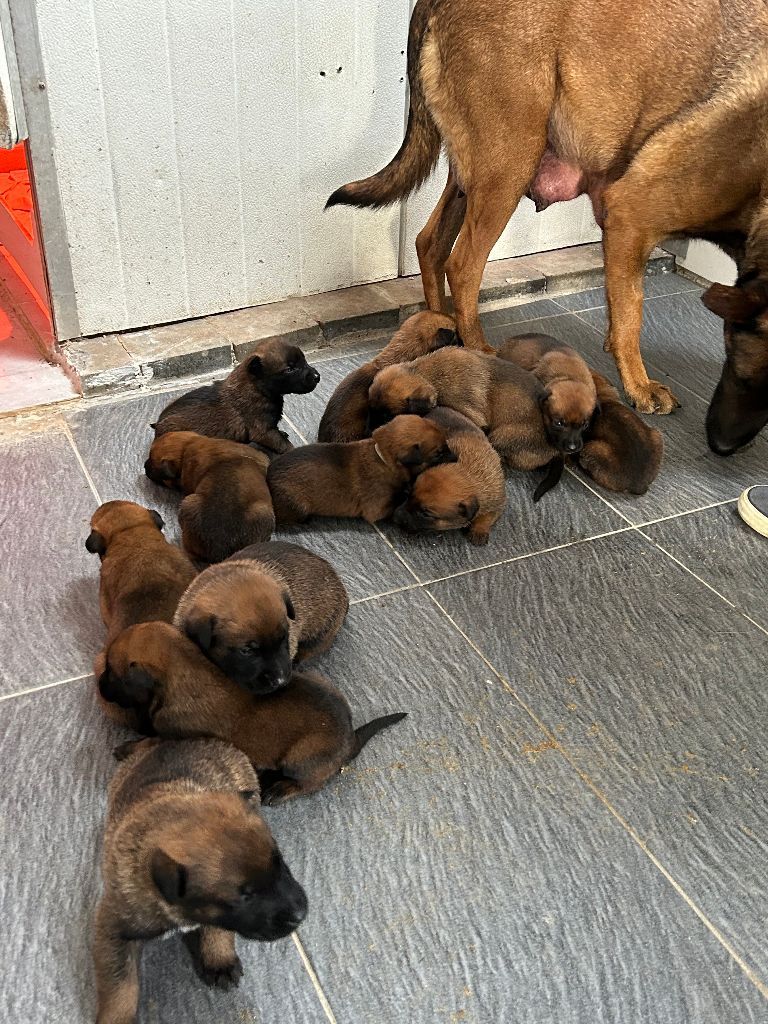 Chiot Berger Belge Des Maloux Des Flandres