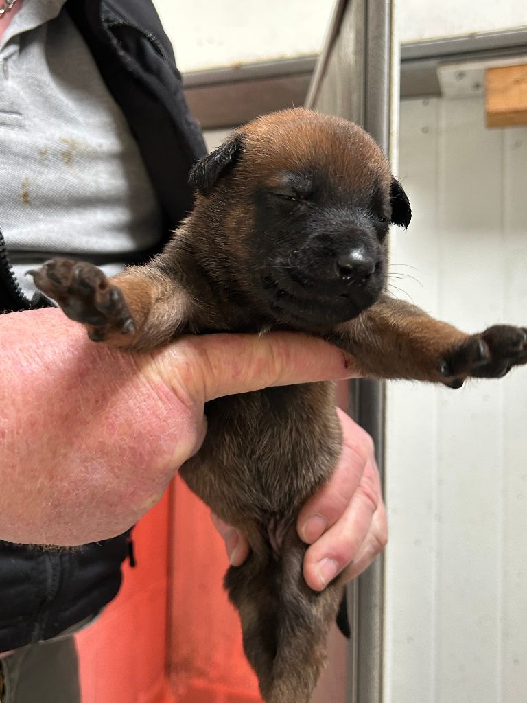 Des Maloux Des Flandres - Chiots disponibles - Berger Belge